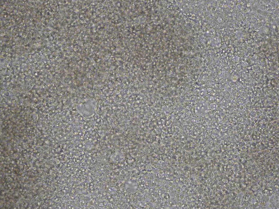 P19C6 - Mouse Embryonic Carcinoma cells - Viability 90 per cent